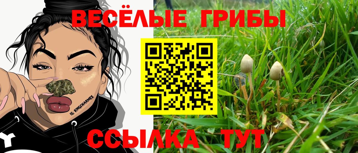 Псилоцибиновые грибы Psilocybine cubensis  Вход с VPN  наркота  Сунжа  Псилоцибиновые грибы Psilocybe 